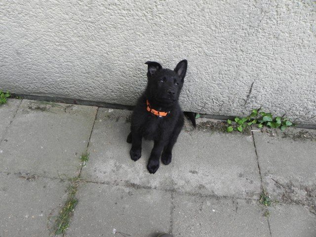 Des Crocs De Marquenterre - Berger Allemand - Portée née le 02/04/2019